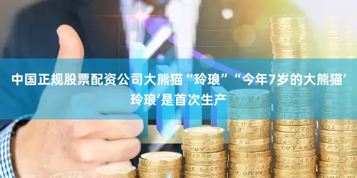 中国正规股票配资公司大熊猫“玲琅”“今年7岁的大熊猫‘玲琅’是首次生产